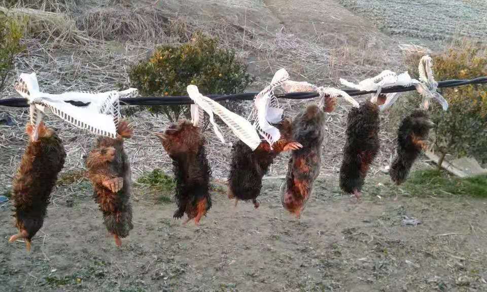 鼢鼠，鼢鼠骨，鼢鼠骨粉组成部分和识别方法