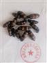 南方大斑蝥个体大药用价值高真好卖,商家