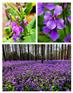 二月兰景观花海花籽福建厦门花草籽