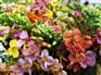 彩色油菜花景观花海花籽福建花草籽