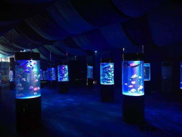 海洋生物展览鱼缸展览专业承接 水母展览