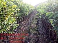 广东地区供应优质沉香苗价格  沉香大杯苗