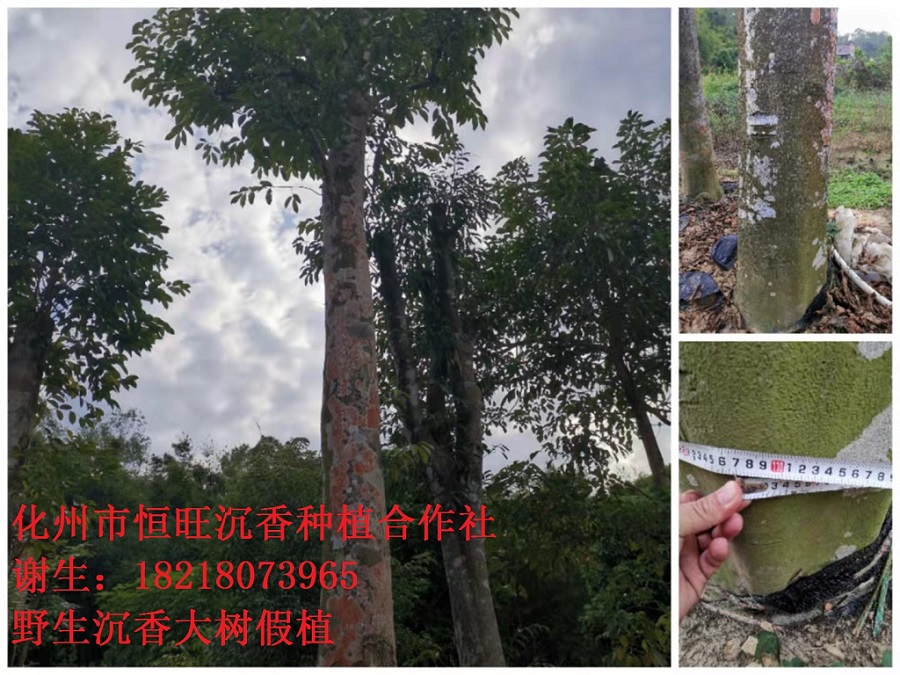 广东地区供应野生沉香大树假植苗  沉香树  沉香树价格  沉香树假植苗