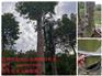 广东地区供应野生沉香大树假植苗