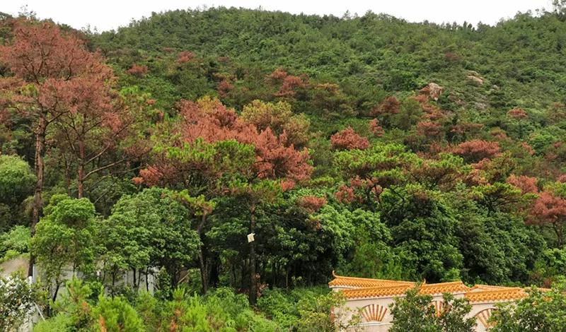 进口松材线虫发生国家松木植物检疫要求  进口清关
