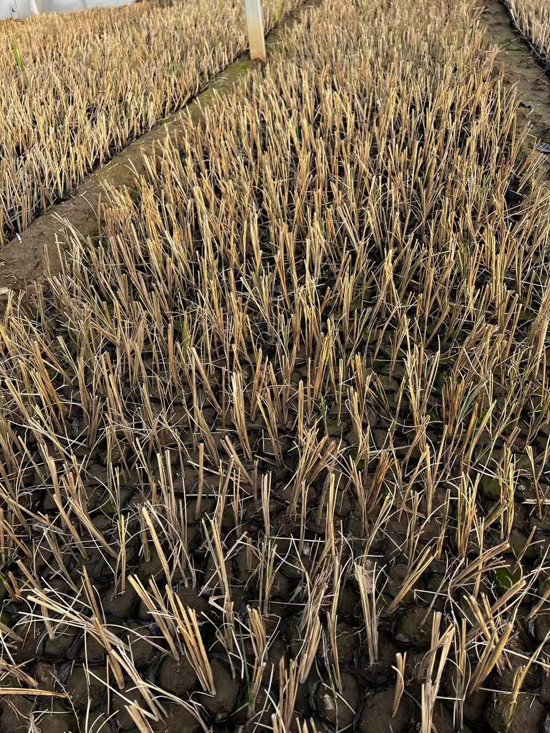 【批发细叶芒小苗】【北京北方常绿基地供应】最新价格&nbsp;&nbsp;细叶芒供应&nbsp;&nbsp;细叶芒厂家