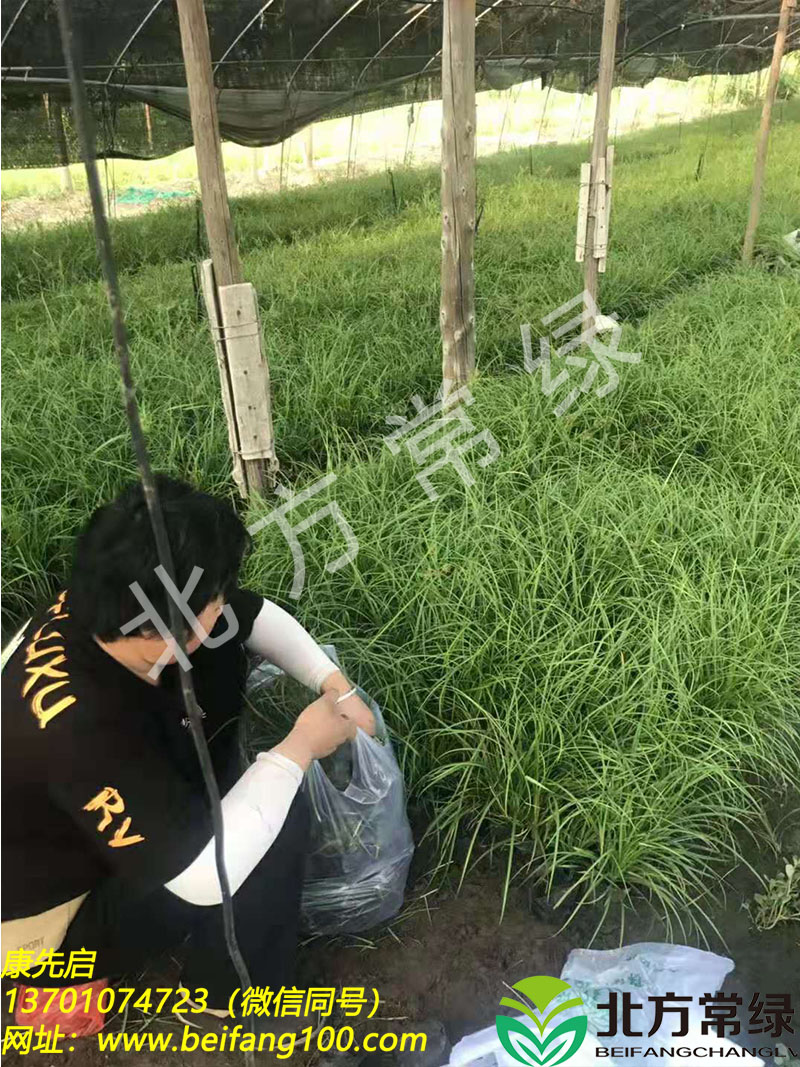 供应青绿苔草营养杯苗/青绿苔草基地批发大兴本地苗 青绿苔草批发 青绿苔草供应 北京青绿苔草