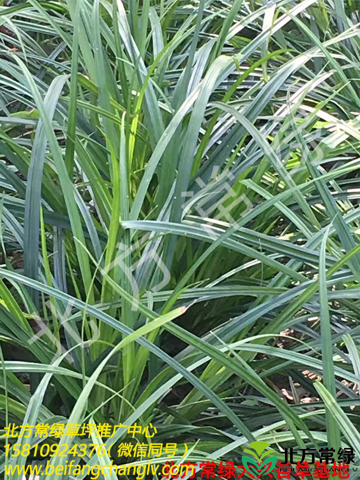 批发崂峪苔草小苗【崂峪苔草价格】北方常绿供应基地 崂峪苔草基地