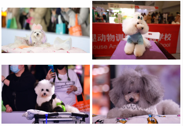 福宠展同期活动  市集活动  犬类表演