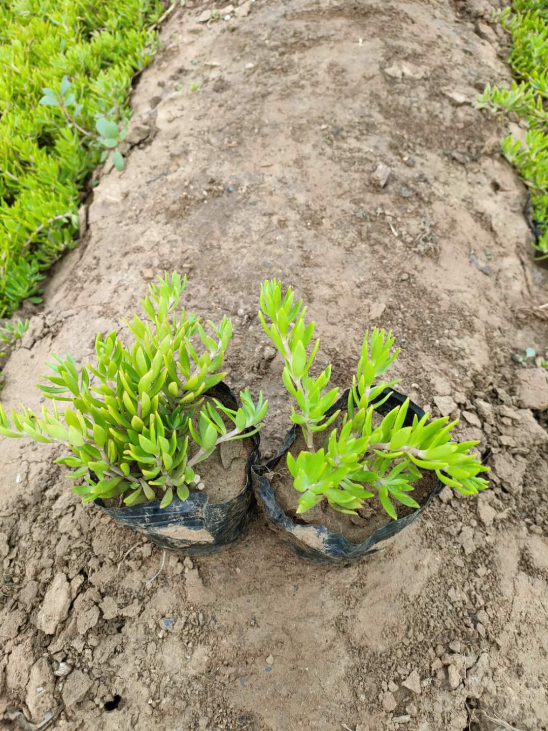 基地批发垂盆草裸根苗 厂家报价 【垂盆草的主要价值】&nbsp;&nbsp;垂盆草基地&nbsp;&nbsp;垂盆草批发