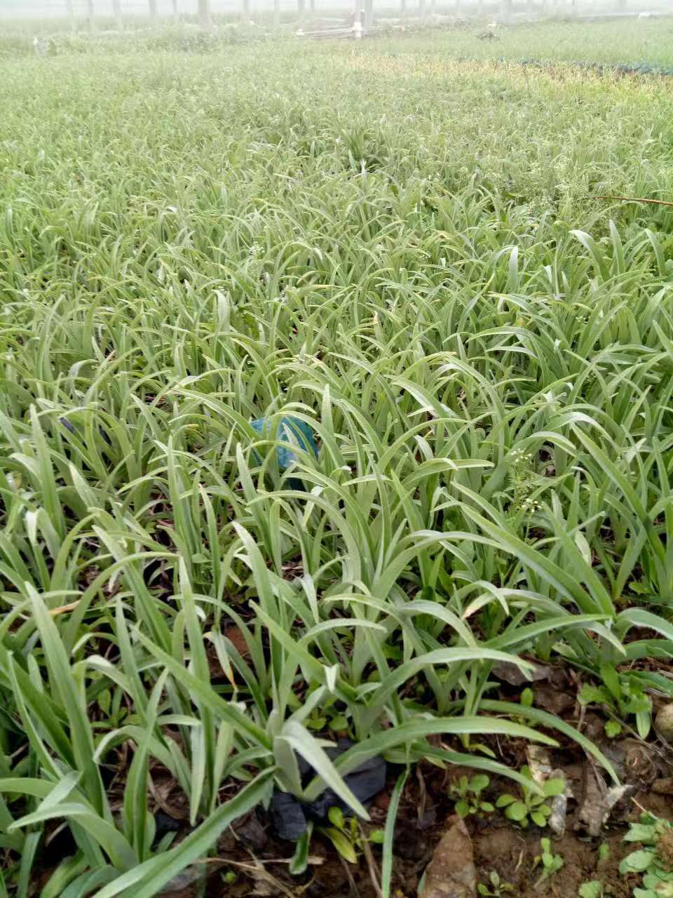 北京大花萱草基地批发裸根苗【大花萱草的主要价值】&nbsp;&nbsp;大花萱草批发&nbsp;&nbsp;大花萱草裸根苗