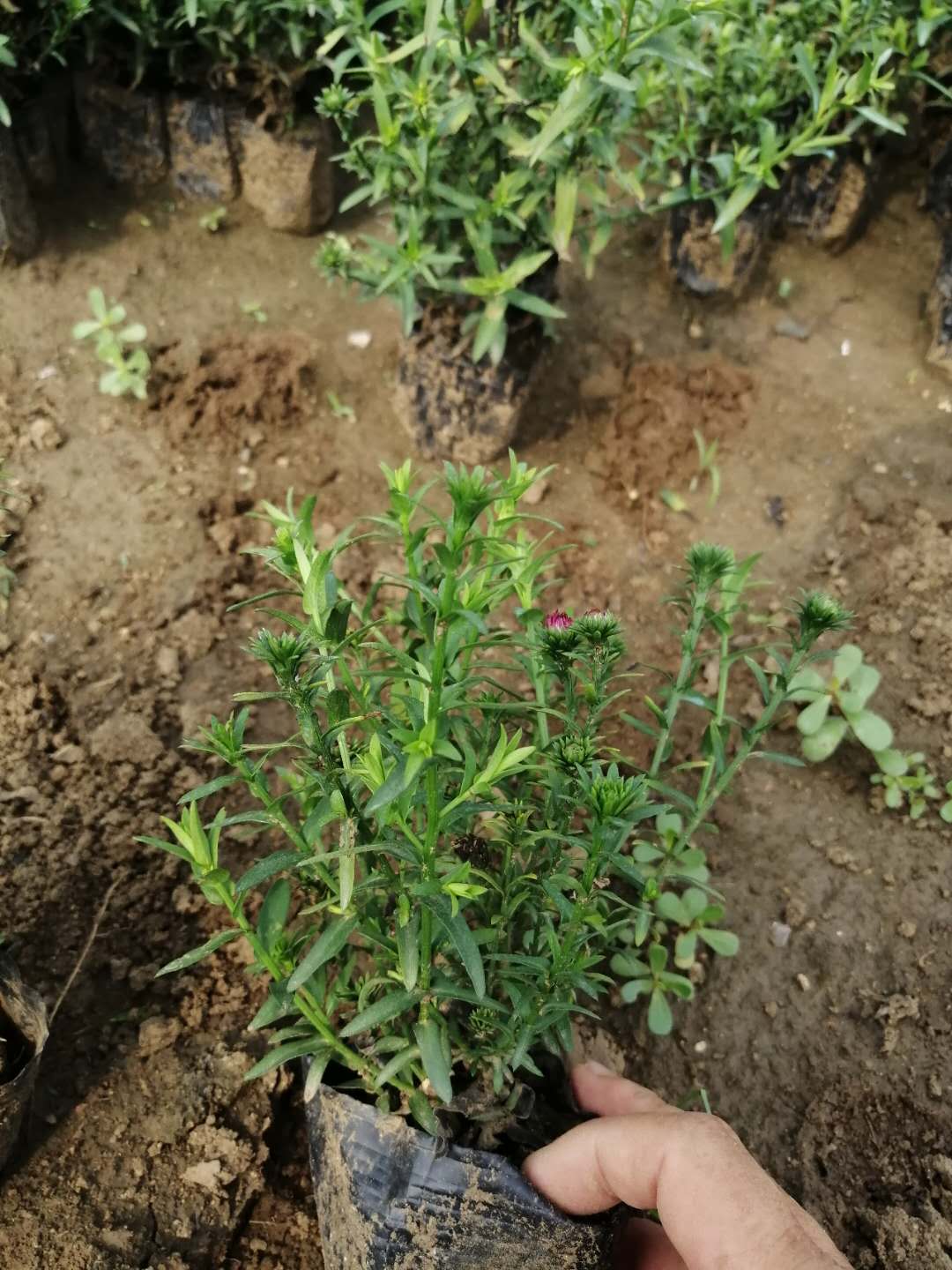 荷兰菊批发 北京大兴荷兰菊小苗供应基地&nbsp;&nbsp;荷兰菊供应