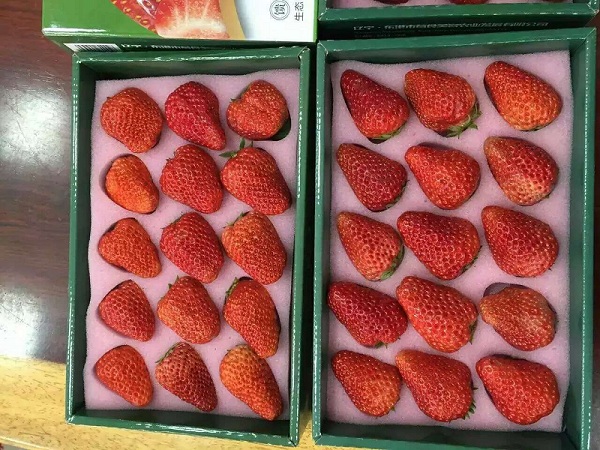 石榴珍珠棉托盘图片重庆附近水果托盘珍珠棉  珍珠棉水果托盘