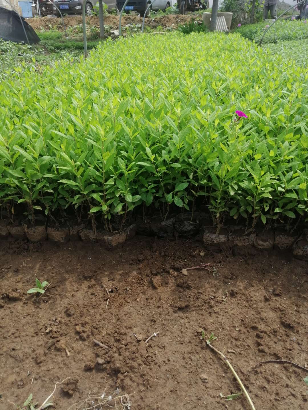 北京-裸根福禄考-专业培育基地-北方常绿厂家报价&nbsp;&nbsp;福禄考裸根苗&nbsp;&nbsp;福禄考基地&nbsp;&nbsp;福禄考厂家