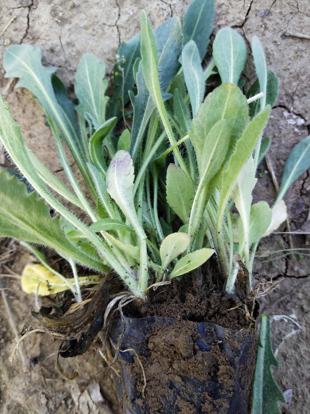 黑心菊地栽苗大量批发 厂家报价 最新图片北京&nbsp;&nbsp;黑心菊批发&nbsp;&nbsp;黑心菊厂家