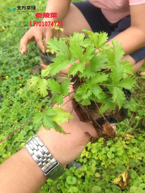 委陵菜裸根苗供应商报价，北京自家经营苗圃低价出售&nbsp;&nbsp;委陵菜供应&nbsp;&nbsp;委陵菜价格
