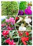 中国凤仙景观花海花籽福建花草籽