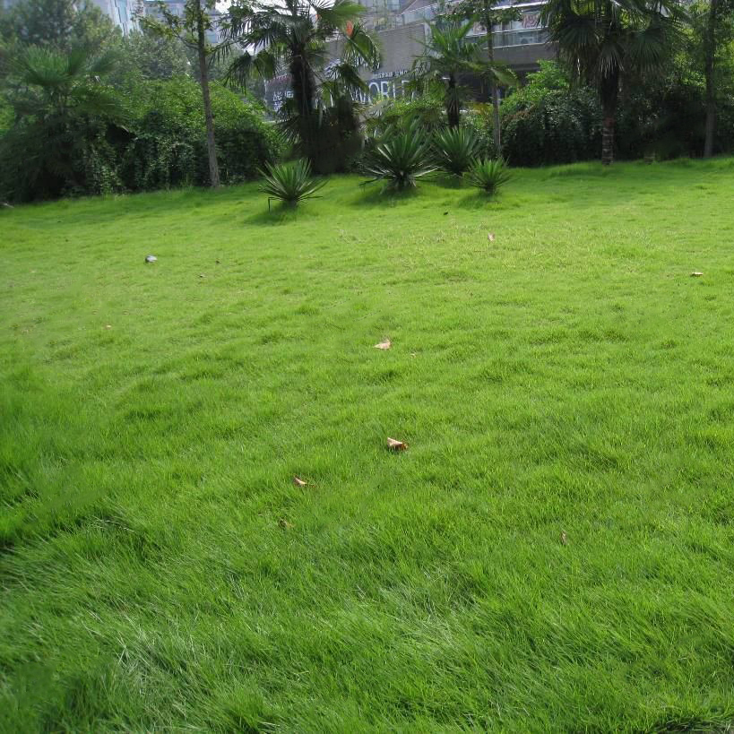 广西南宁狗牙根种子百慕大草籽护坡绿化常用草种批发