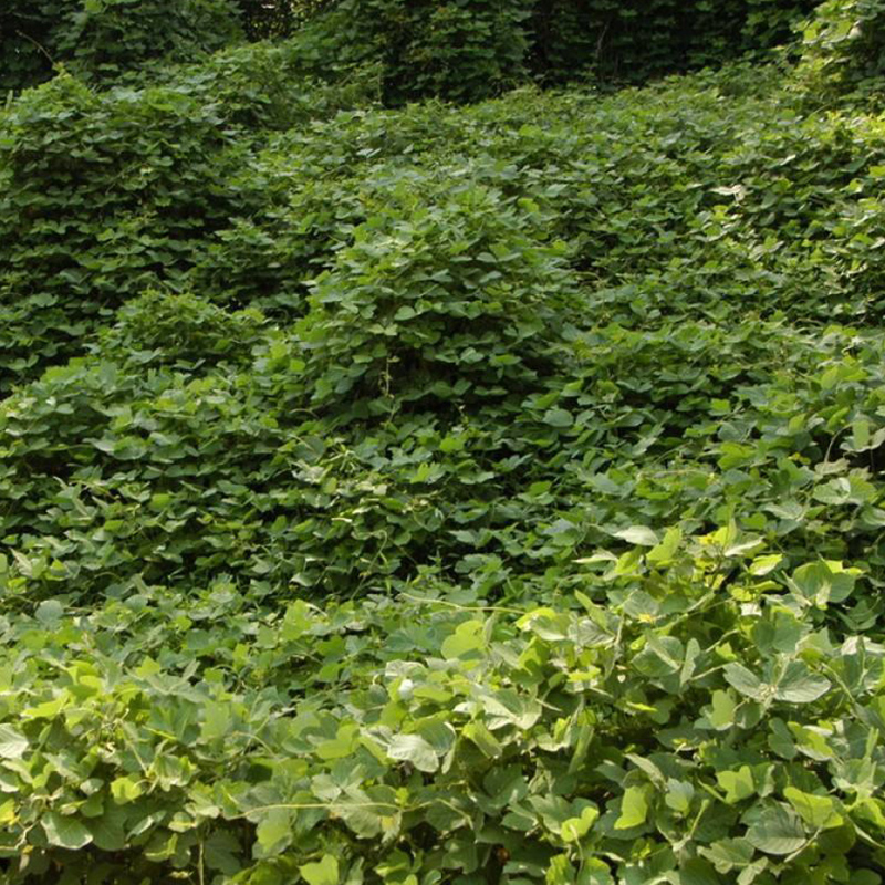 广西葛藤种子多年生护坡边坡绿化爬藤种子批发