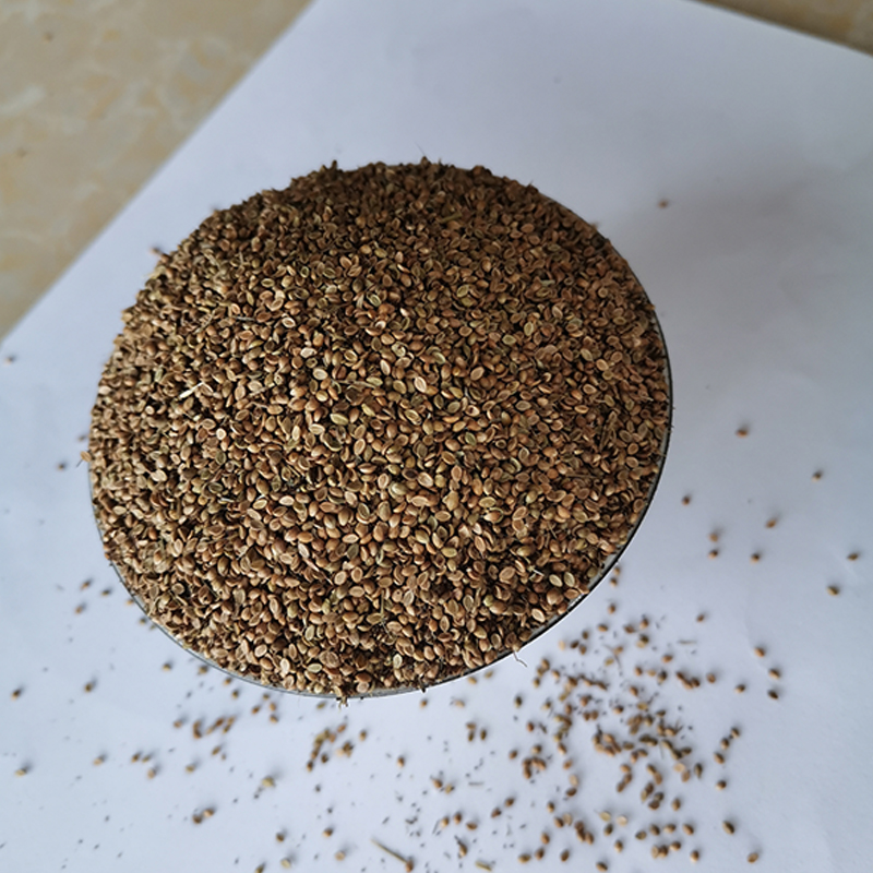 宽叶雀稗种子护坡绿化专用草种喷播挂网植草常用草籽  宽叶草  草种草籽