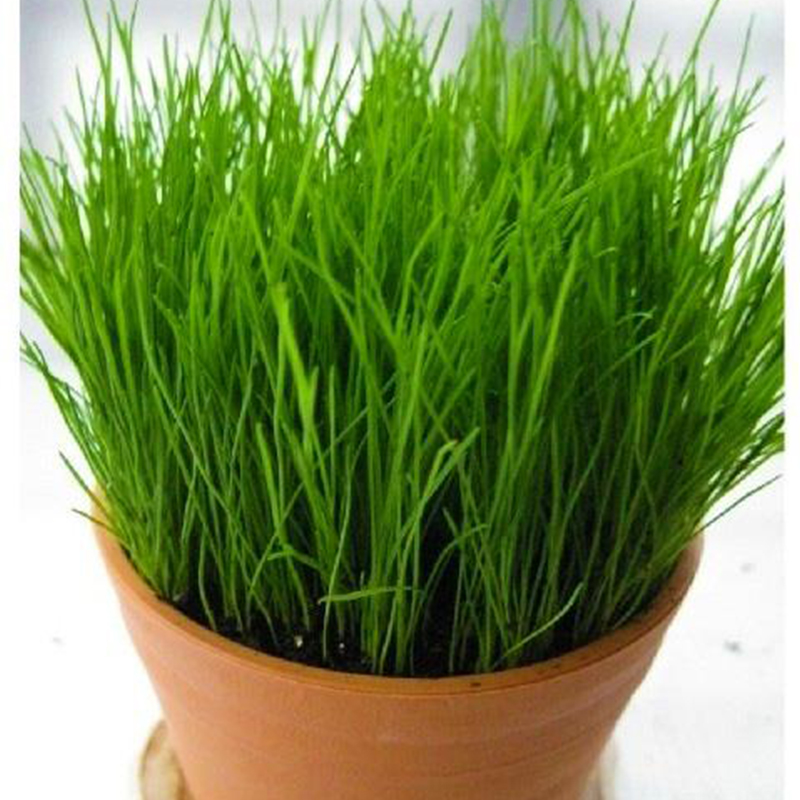 广西黑麦草种子多年生护坡固土绿化专用草种牧草草籽  草种草籽