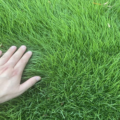 广西多年生黑麦草耐寒耐旱边坡绿化常用草籽草种  多年黑麦草  种子