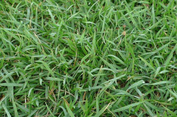 结缕草种子四季青矮生细叶草坪绿化耐践踏草籽草草种  草籽草种