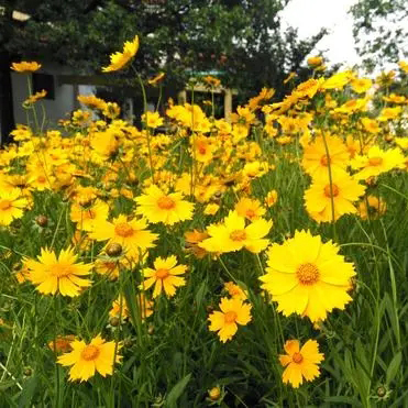 广西大花金鸡菊种子耐旱耐寒多年生观赏花卉花种批发