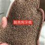 广西南宁狗牙根种子百慕大草籽护坡绿化常用草种批发