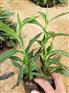 紫菀价格表 紫菀种苗供应基地