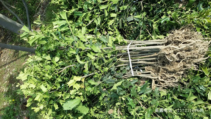 潢川枸骨球--枸骨苗基地  潢川枸骨苗