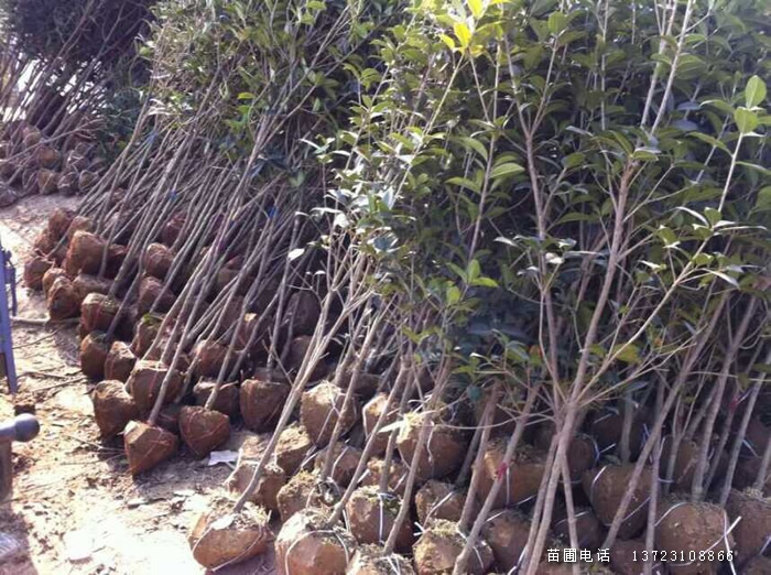 潢川金桂基地  河南金桂  潢川桂花