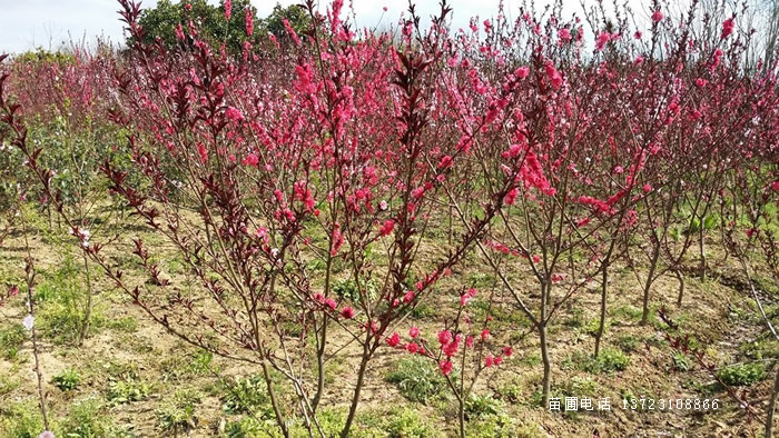潢川碧桃基地--潢川红叶碧桃