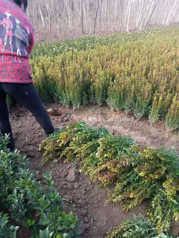 河南小叶黄杨--潢川瓜子黄杨基地  潢川小叶黄杨