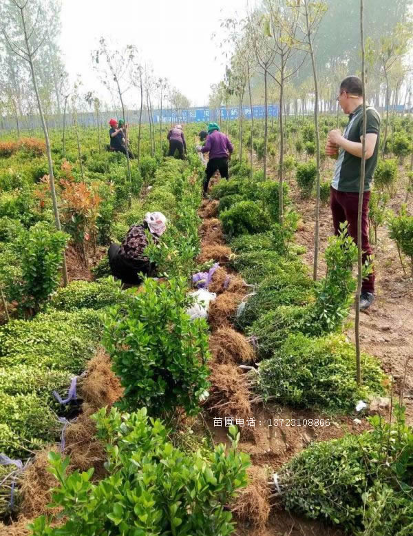 河南小叶黄杨--潢川瓜子黄杨基地  潢川小叶黄杨