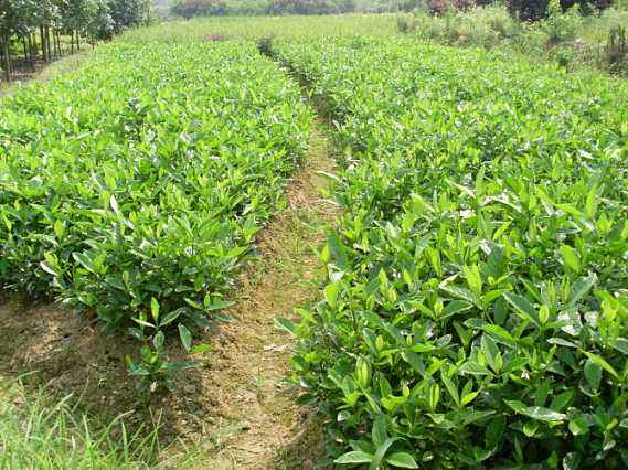 潢川栀子花/河南栀子花基地