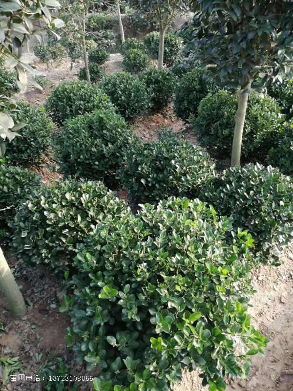 潢川大叶黄杨苗--河南黄杨基地  河南冬青苗