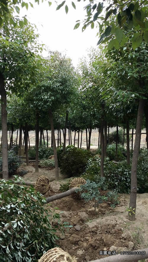 河南香樟--潢川香樟基地