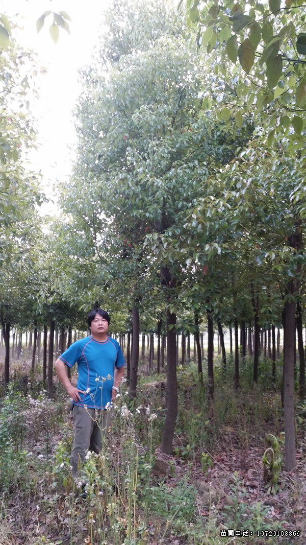 河南香樟--潢川香樟基地