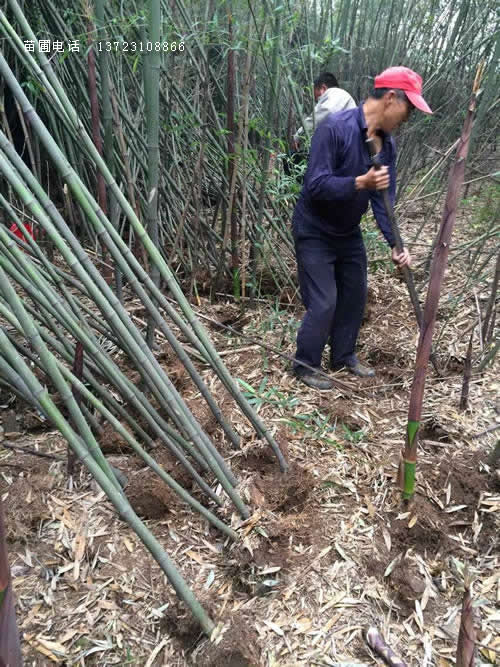 潢川紫竹--潢川刚竹基地  河南刚竹