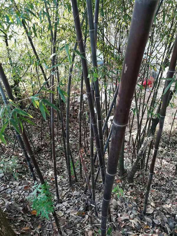 潢川紫竹--潢川刚竹基地  河南刚竹
