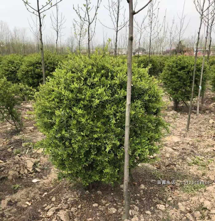 河南火棘苗,河南火棘球,潢川火棘基地