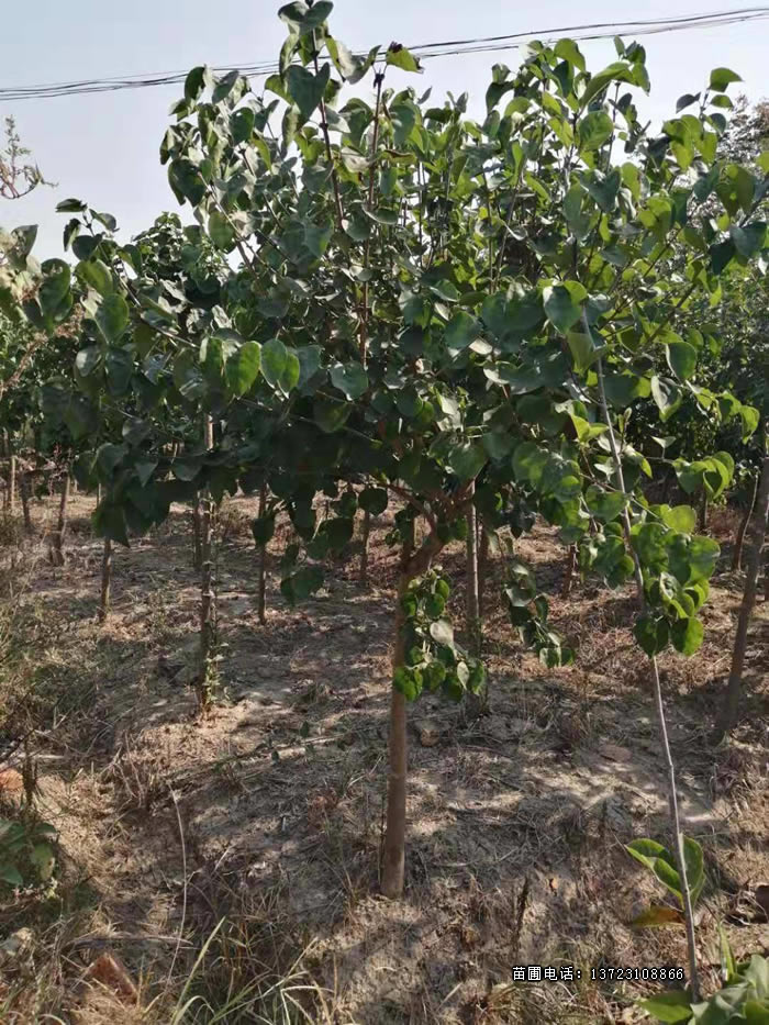 河南独干丁香--河南丛生丁香  紫丁香基地