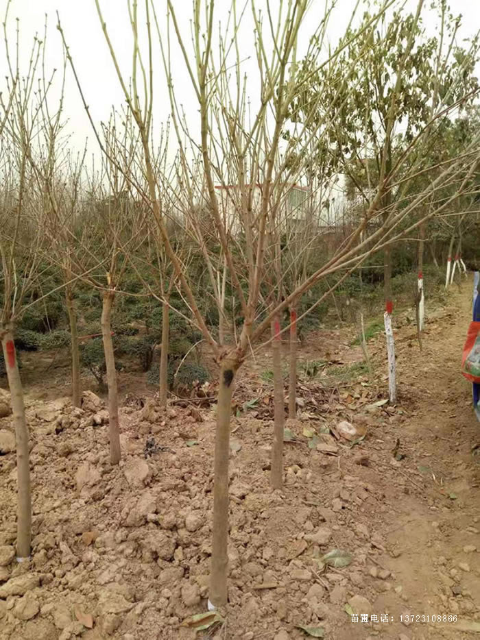 河南独干丁香--河南丛生丁香  紫丁香基地