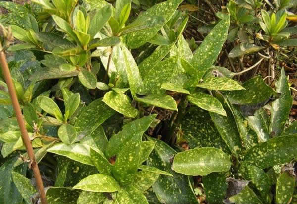 洒金珊瑚基地--河南洒金柏苗  河南洒金珊瑚  潢川洒金珊瑚