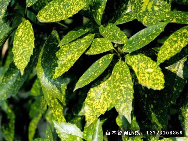 洒金珊瑚基地--河南洒金柏苗  河南洒金珊瑚  潢川洒金珊瑚