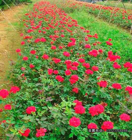 丰花月季基地--潢川丰花月季基地  河南丰花月季