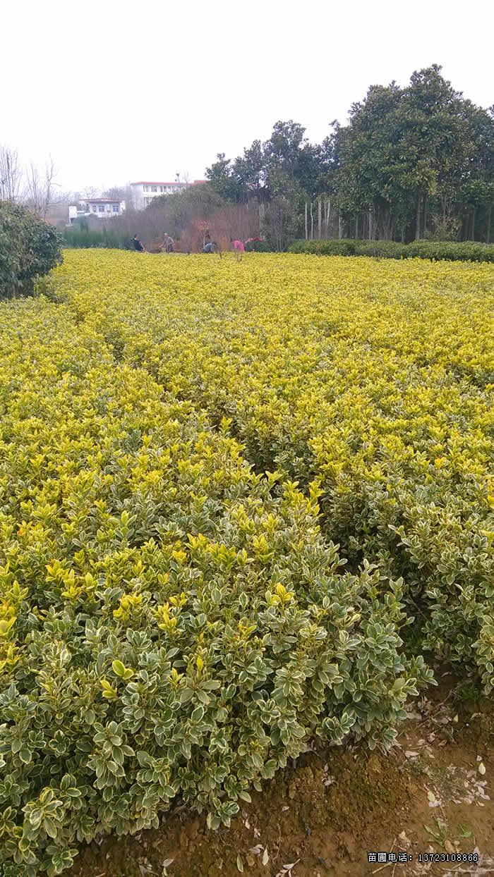 潢川金边黄杨基地--金边黄杨苗  潢川金边黄杨球  河南金边黄杨球