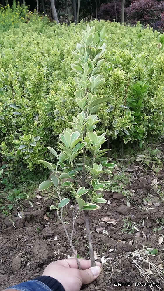 潢川金边黄杨基地--金边黄杨苗  潢川金边黄杨球  河南金边黄杨球