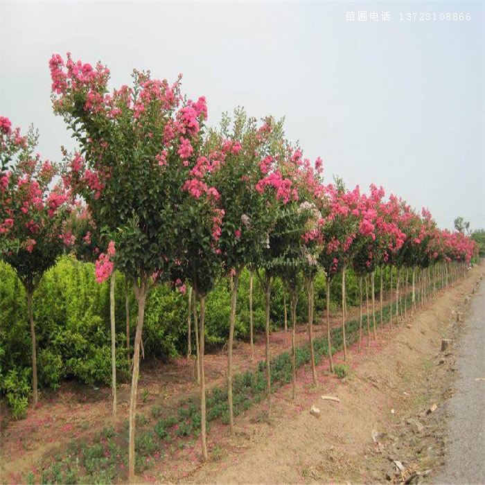 河南紫薇--潢川百日红基地  河南百日红